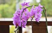 Hoe doorgeven van Phalaenopsis orchideeën