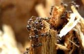 Gevleugelde mieren in het huis in de winter