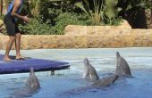 Wat Is het jaarsalaris van een dolfijn Trainer?