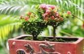 How to Grow rozen in de tropen