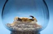 Fiddler krabben in kan overleven vis kommen?