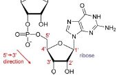 Wat zijn de functies van mRNA & tRNA?