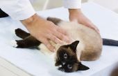 Schade aan de zenuwen verlies van blaascontrole veroorzaken bij katten