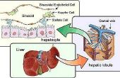 Wat zijn de functies van een lever cel?