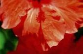 De wetenschappelijke naam van tropische Hibiscus