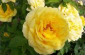 How to Save een stervende Rose Bush