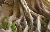 Hoe destructief zijn gemeenschappelijke wortels van de vijgenboom?