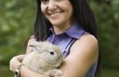 Wat fokken van konijnen maken de beste huisdieren?