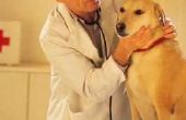 Alternatieve behandelingen voor lymfoom bij honden