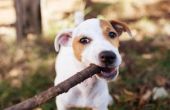 How to Stop honden uit het kauwen van hout