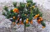Afstand planten voor Citrus bomen