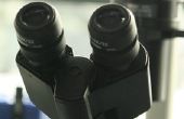 Hoe foto's nemen met een Microscoop