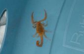 Hoe te identificeren van de Arizona schors Scorpion