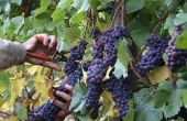 Hoe te beginnen met het verbouwen van druiven