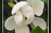 Magnolia boom identificatie