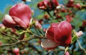 Welke oorzaken witte vlekken op Magnolia verlaat?