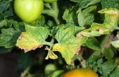 Tomaten planten plagen in Florida
