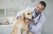 Hoe te herkennen en behandelen van Cuterebra besmetting bij honden