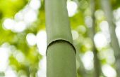 Dingen te maken met bamboe stokken