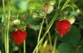 Wanneer te planten van aardbeien in Mississippi?
