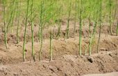How to Grow asperges