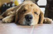Hoe te herkennen en behandelen van Lungworms bij honden