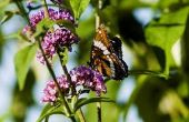 Hoe snoeien & verdelen een vlinder struik