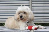 Hoe de zorg voor een hond met een gescheurde ACL-letsel
