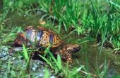 Tekenen van parasieten in waterschildpadden