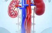 Structuur & functies van de nieren