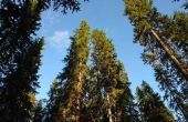Pine boom schors verwijderen