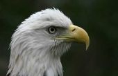 Informatie over de vogel Eagle