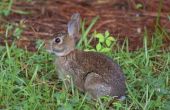 Hoe te identificeren Cottontail konijnen