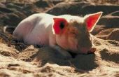 How to Build een werpen krat voor een varken