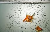 Wat voor soort Scavenger vis reinigt een goudvissenaquarium?