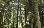 Menselijke invloeden op het gematigde regenwoud