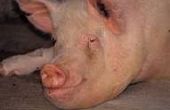Hoe te diagnosticeren van een varken voet probleem