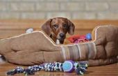 Waarom Cedar Chips voor hond beddengoed gebruiken?