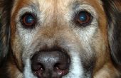 Symptomen van Gopher GIF bij honden