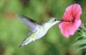 Wat zijn de verschillende soorten kolibries?