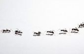 Het gebruik van Baby-poeder te doden de mieren