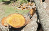 Eigenschappen van Cedar en grenen hout
