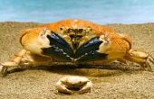 Wat Foods gaan met gestoomde krabben?