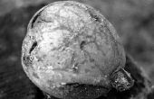 Tips over het oppakken van zwarte walnoten