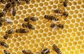How to Get Rid van een honingbij's Nest in de grond