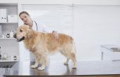 Hoe u kunt helpen hydraat een zieke kat of hond met nierfalen