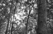 Risico's van het inhuren van een onverzekerde boom klimmer