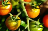 Natuurlijke meststof voor tomatenplanten