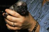 Hoe te trekken een stuc pup uit het geboortekanaal