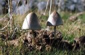 Soorten witte paddenstoelen die in gazons groeien